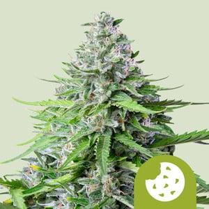 RQS Metal Embossed Grinder - Royal Queen Seeds