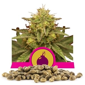 Graine en vrac de Royal Domina