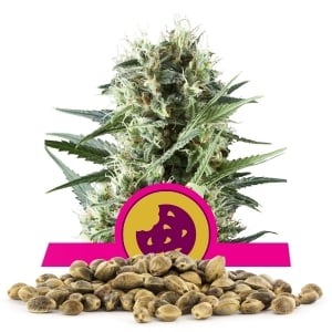 Graines en vrac Royal Cookies