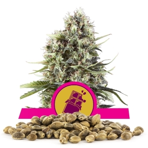 Graines de Chocolate Haze en gros