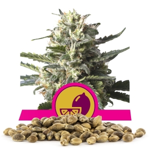 Graines de Variété Lemon Shining Silver Haze en Gros