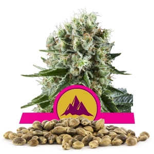 Critical Kush Bulk Seeds Critical Kush Bulk Seeds