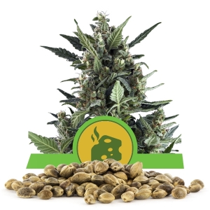 Graines de Blue Cheese Automatic en gros