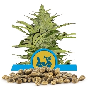 Fast Eddy Automatic CBD Bulk Seeds Fast Eddy Automatic CBD Bulk Seeds