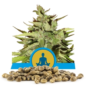 Graines en gros de Stress Killer Automatic CBD