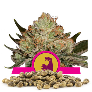 Graines en gros de HulkBerry