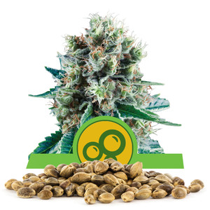 Graines en vrac de Bubble Kush Automatic