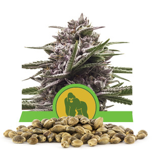 Graines en vrac de Royal Gorilla Automatic