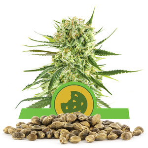 Graines en vrac de Royal Cookies Automatic