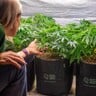 Pot RQS en tissu géotextile