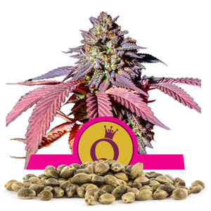 Graines en gros de Purple Queen