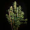 HulkBerry Auto