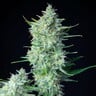 Green Gelato Auto