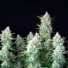 Green Gelato Auto