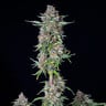Do-Si-Dos Auto