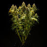 Triple G Auto