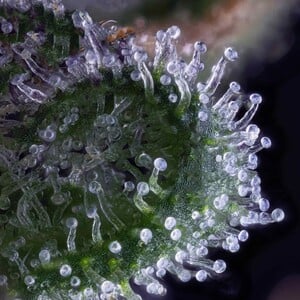 Acheter graines de cannabis féminisées Wedding Cake - Royal Queen Seeds