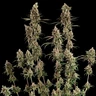 Tangie