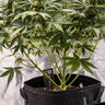 Étiquettes de plantes Eco 5 PCS