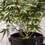 Étiquettes de plantes Eco 5 PCS