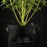 Étiquettes de plantes Eco 5 PCS