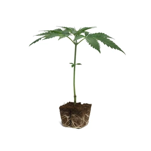 Boutures Tangie