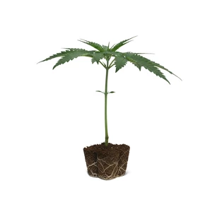 Clone de Shining Silver Haze