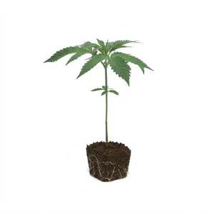 Boutures de Larry OG