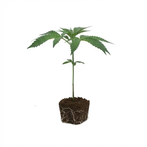 Bouture Purple Punch