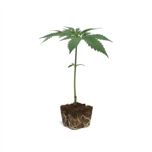 Clone d'Amnesia Haze