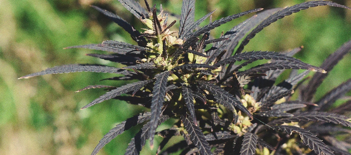 Astuces Pratiques Pour Cultiver de la Weed en Climat Froid Astuces Pratiques Pour Cultiver de la Weed en Climat Froid