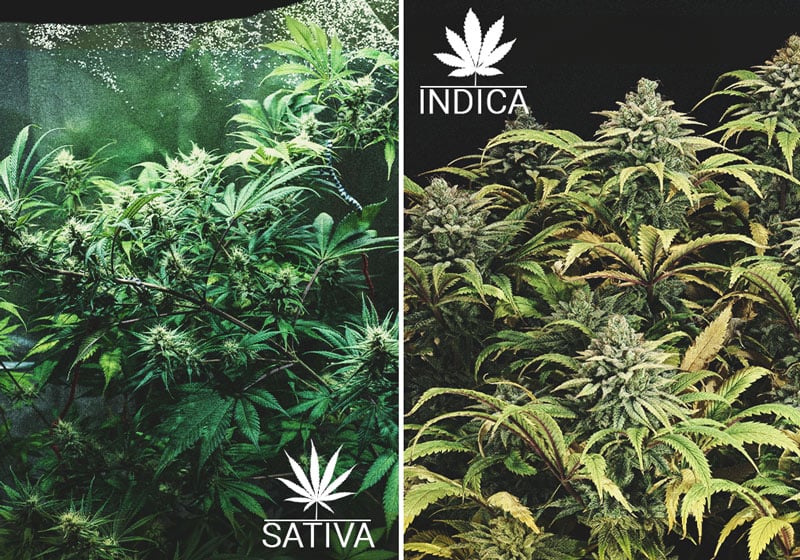 Cannabis indica sativa