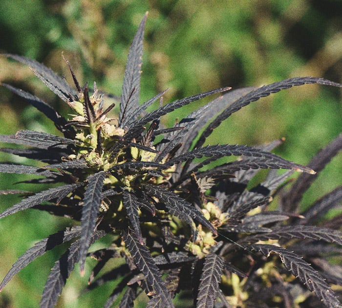 Astuces Pratiques Pour Cultiver de la Weed en Climat Froid Astuces Pratiques Pour Cultiver de la Weed en Climat Froid