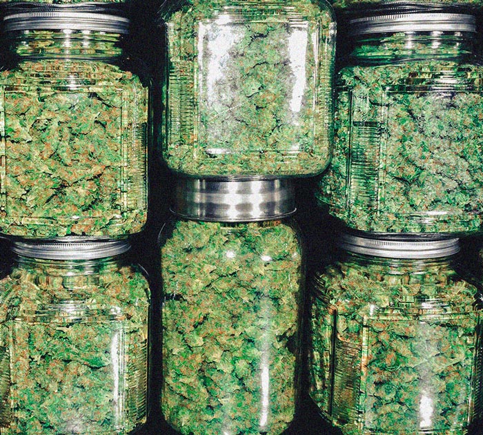 Le cannabis réduit-il douleur et inflammation arthritiques ? Le cannabis réduit-il douleur et inflammation arthritiques ?