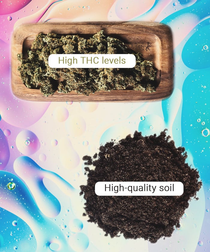 Comment cultiver une weed plus puissante