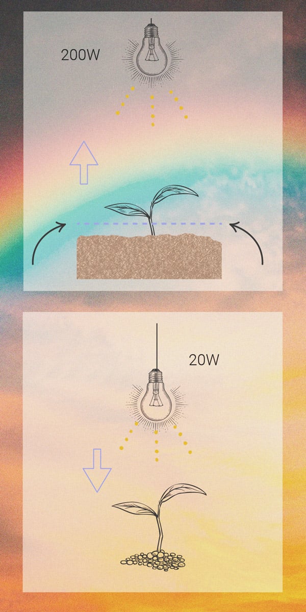Comment Prévenir et Résoudre les Plantules Qui S'étirent Comment Prévenir et Résoudre les Plantules Qui S'étirent