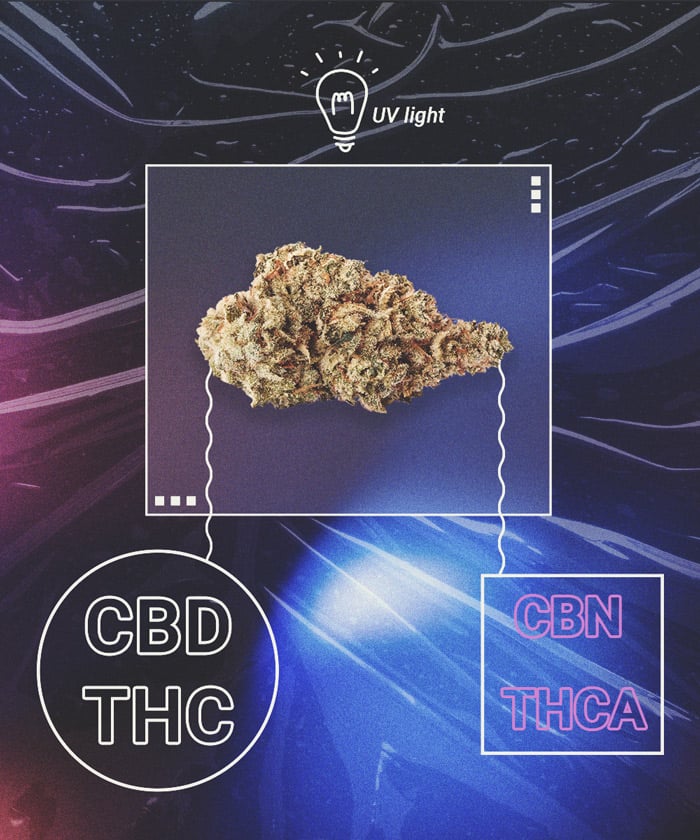 Le cannabis peut-il tourner avec le temps ? Le cannabis peut-il tourner avec le temps ?