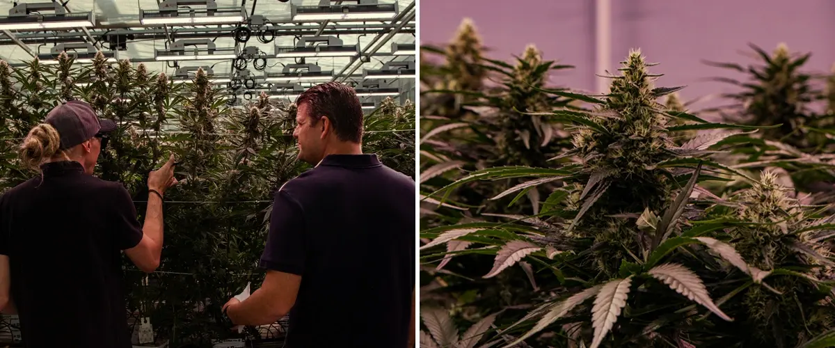 Plantes de cannabis cultivées dans une installation professionnelle, montrant une structure vigoureuse et une floraison dense dans des conditions contrôlées.