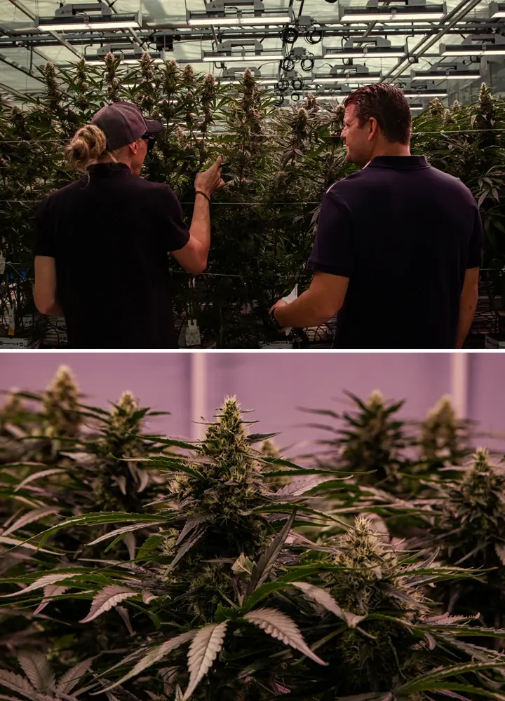 Plantes de cannabis cultivées dans une installation professionnelle, montrant une structure vigoureuse et une floraison dense dans des conditions contrôlées.