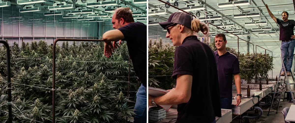 Plantes de cannabis en cours d’évaluation dans un essai professionnel en serre, montrant une croissance vigoureuse et une floraison dense dans des conditions contrôlées.