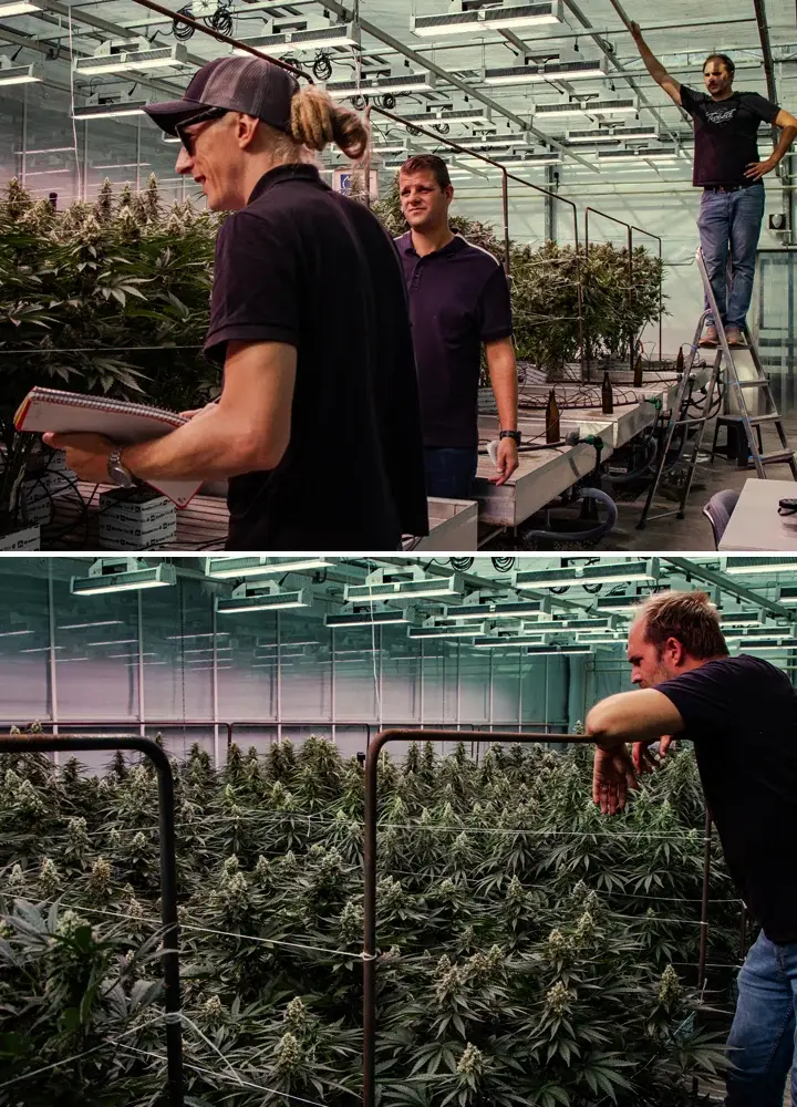 Plantes de cannabis en cours d’évaluation dans un essai professionnel en serre, montrant une croissance vigoureuse et une floraison dense dans des conditions contrôlées.