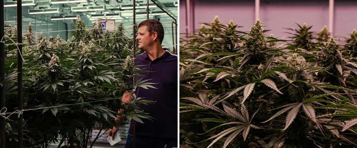 Plantes de cannabis en floraison évaluées dans un essai professionnel en serre, montrant une croissance vigoureuse et un développement dense des têtes.