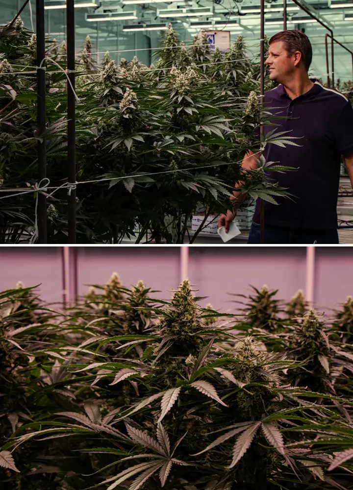 Plantes de cannabis en floraison évaluées dans un essai professionnel en serre, montrant une croissance vigoureuse et un développement dense des têtes.
