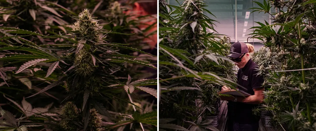 Plantes de cannabis en floraison évaluées dans un essai professionnel en serre, mettant en avant une formation dense des têtes et des conditions de culture contrôlées.