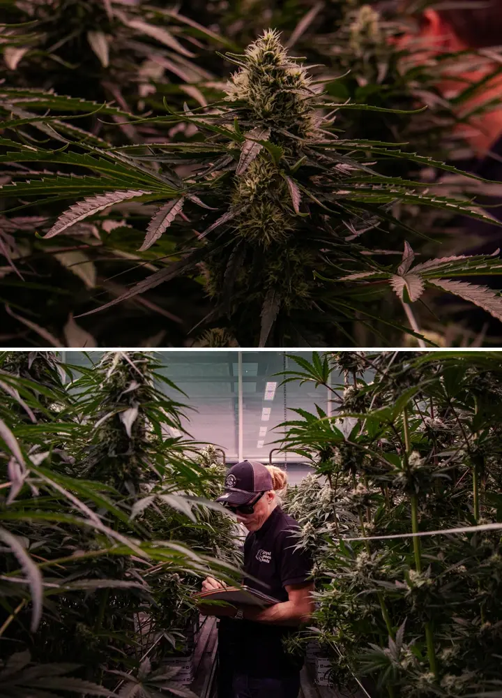 Plantes de cannabis en floraison évaluées dans un essai professionnel en serre, mettant en avant une formation dense des têtes et des conditions de culture contrôlées.