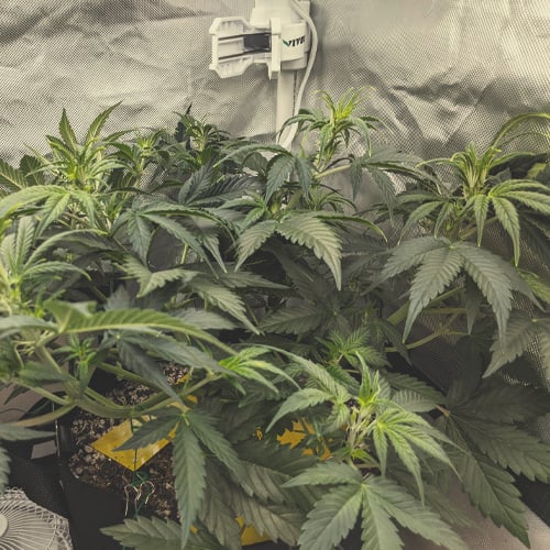 Plante de cannabis en début de floraison (semaine 1), montrant une phase de transition avec une croissance rapide et un étirement visible, accompagnée du développement de nouvelles feuilles au sommet des tiges principales.