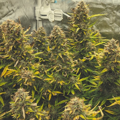 Floraison cannabis en semaine 8, montrant des têtes prêtes à récolter avec des trichomes ambrés et laiteux. Les plantes sont rincées pour améliorer le goût avant la récolte, tandis que les nutriments sont arrêtés.