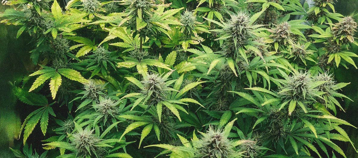 Purple Queen Automatic Grow Report Purple Queen Automatic Grow Report