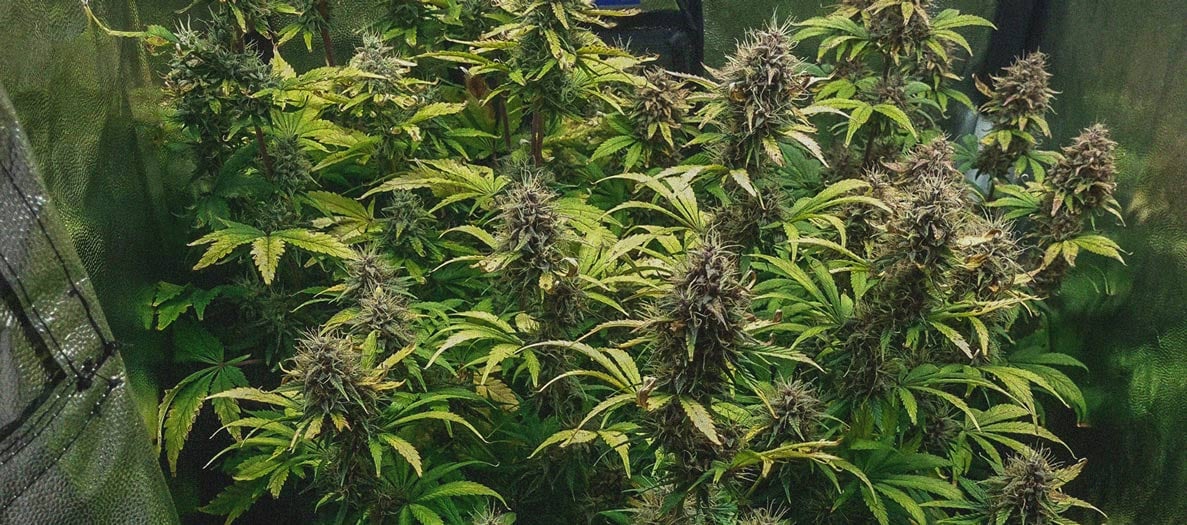 Purple Queen Automatic Grow Report Purple Queen Automatic Grow Report