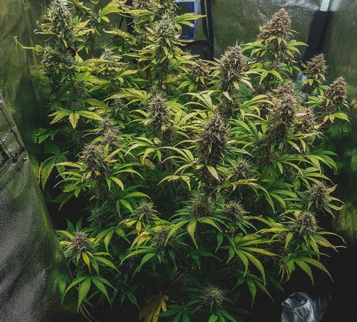 Purple Queen Automatic Grow Report Purple Queen Automatic Grow Report